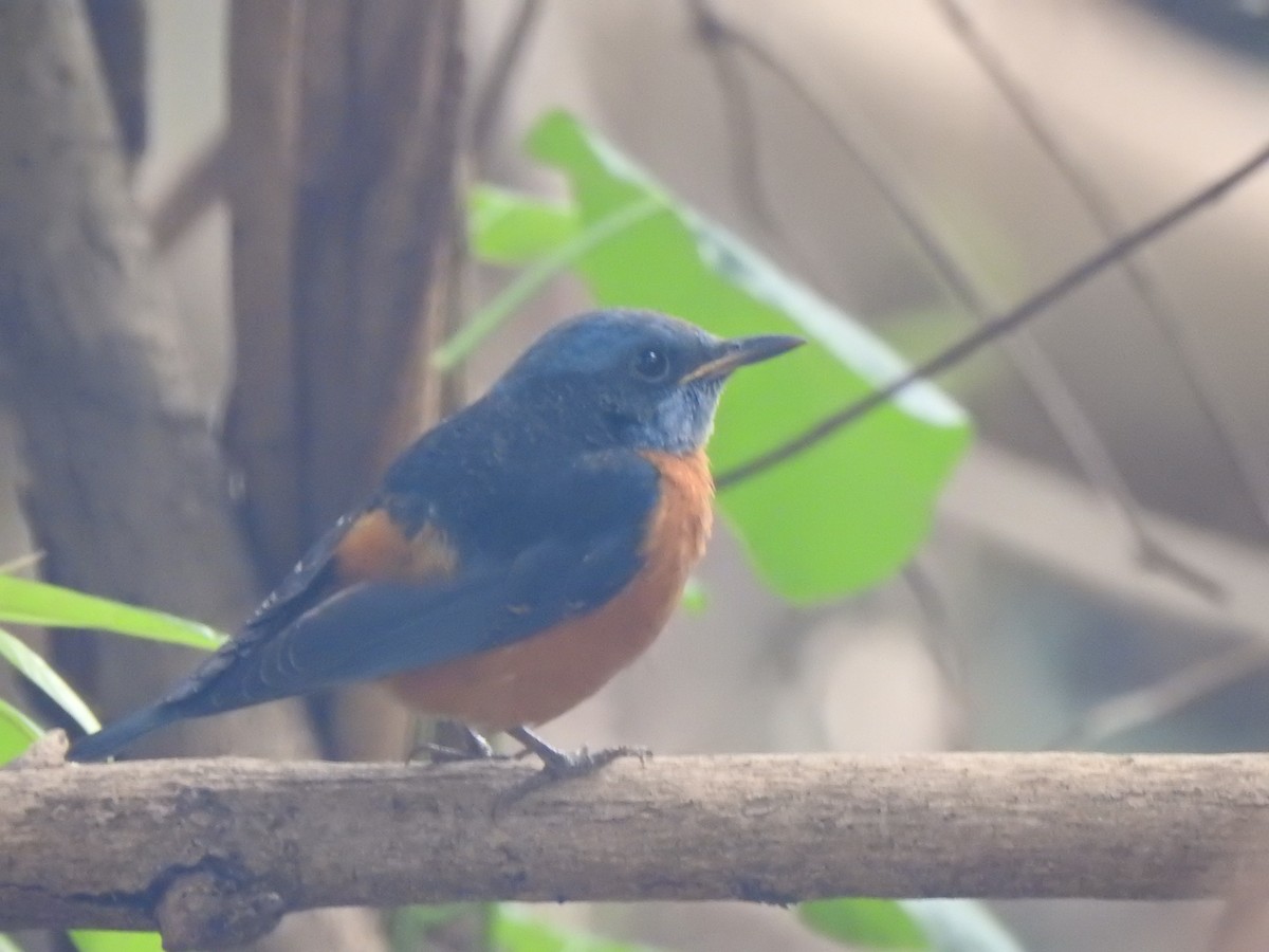 Blue-capped Rock-Thrush - KARTHIKEYAN R