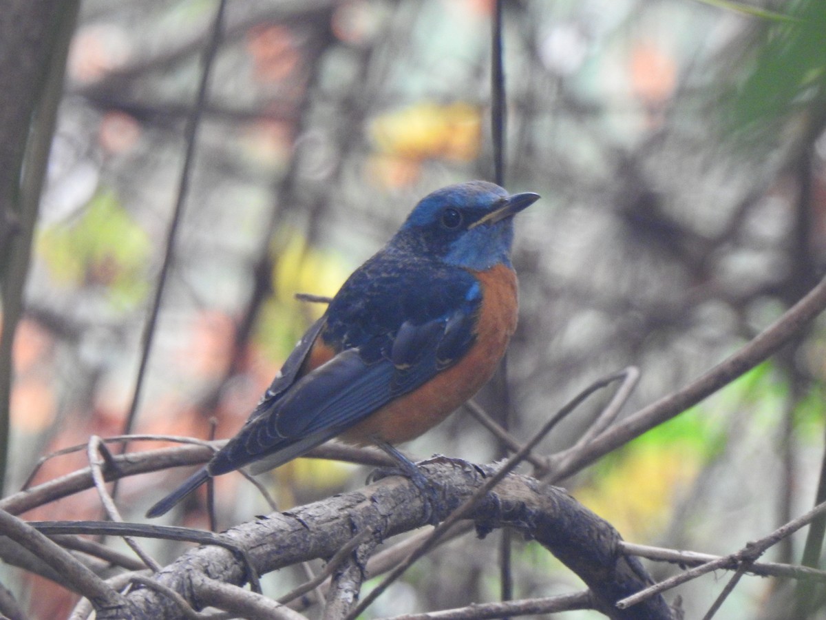 Blue-capped Rock-Thrush - ML615343576