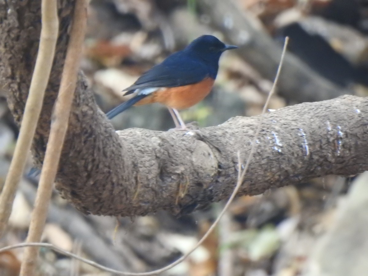 White-rumped Shama - ML615343588