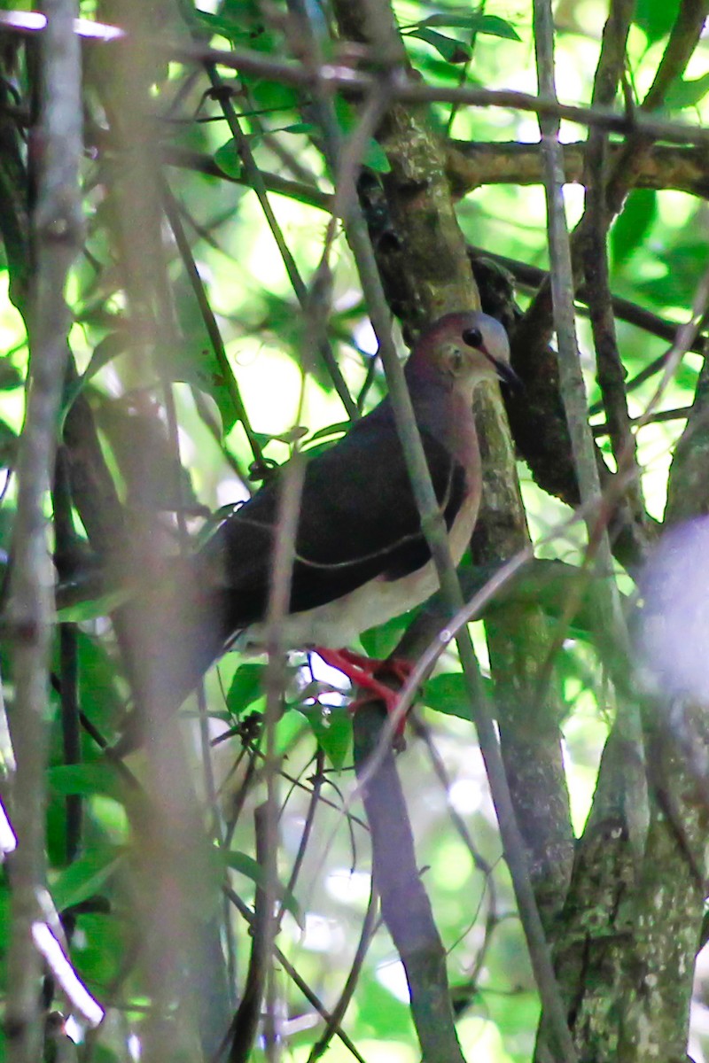 Gray-fronted Dove - ML615343701