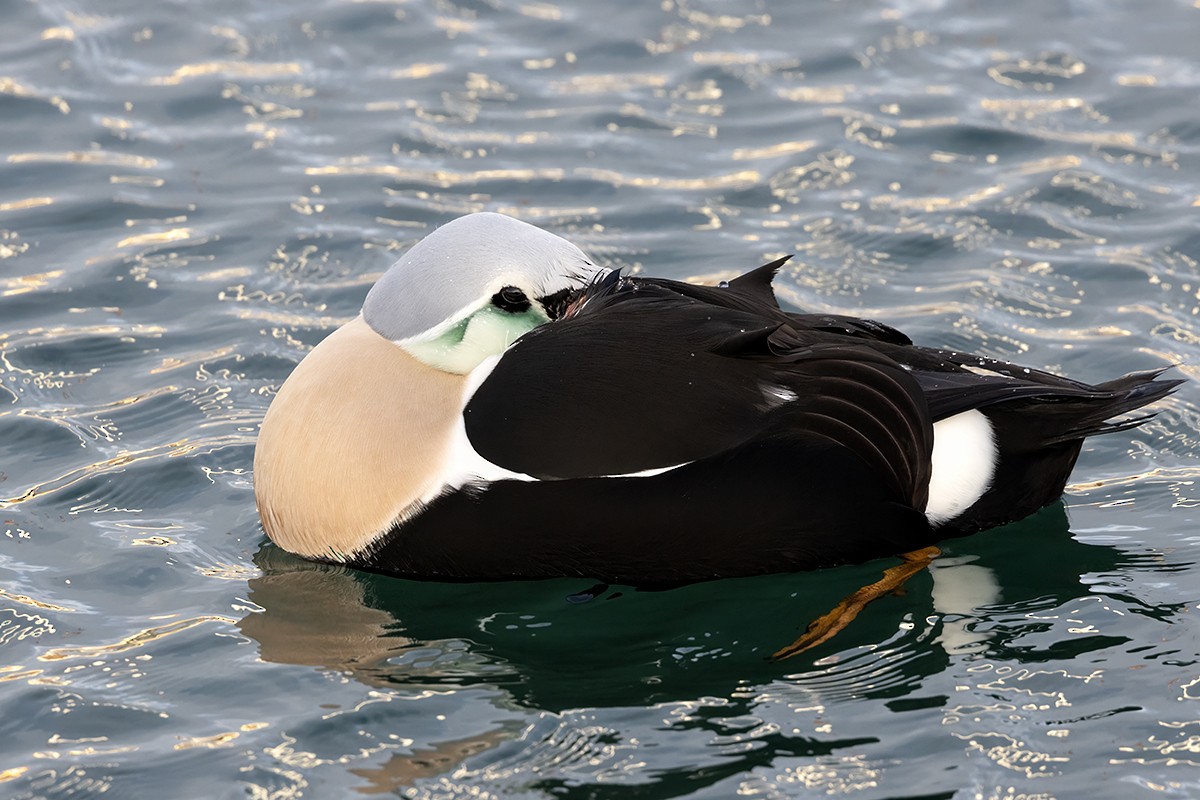 King Eider - ML615343744