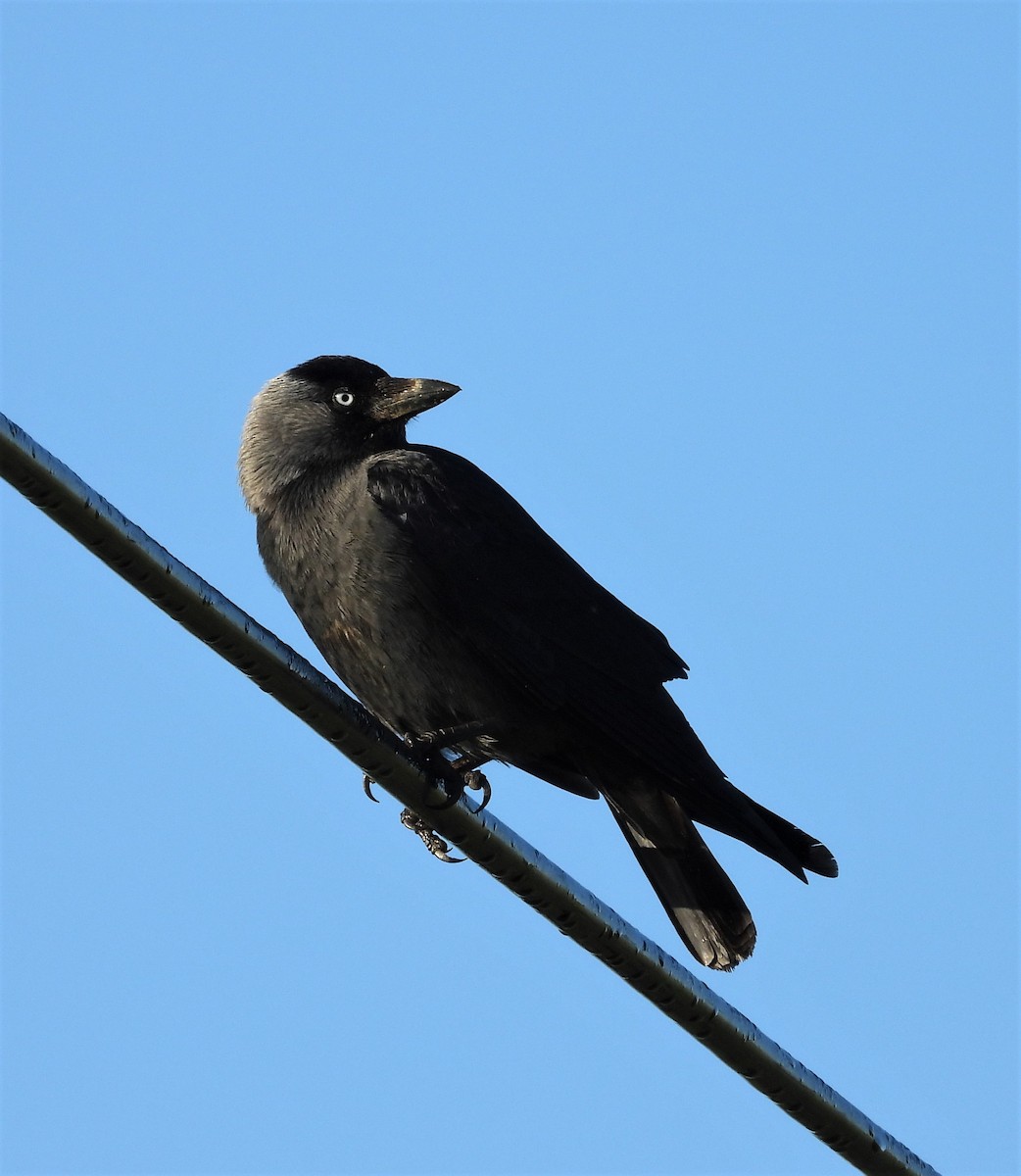 Eurasian Jackdaw - ML615343800