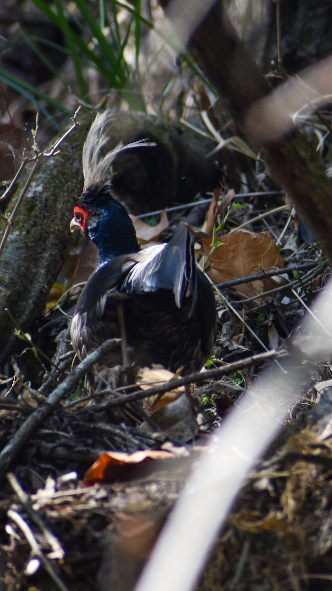 Kalij Pheasant - Rupali Thakur