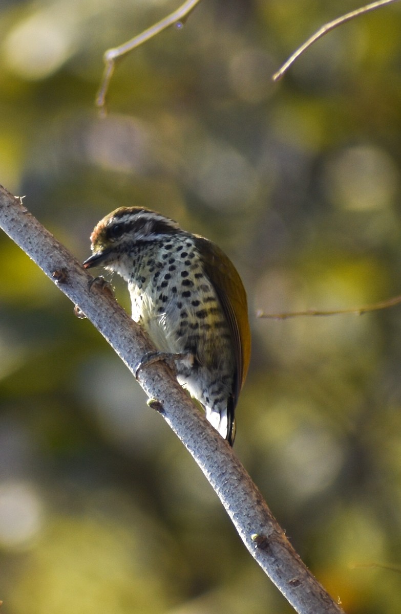 Speckled Piculet - Rupali Thakur