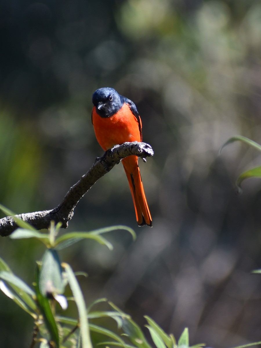 Scarlet Minivet - ML615343842