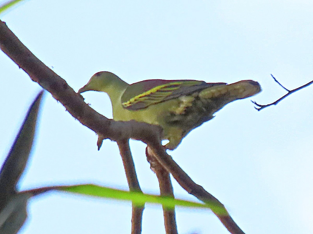 Andaman Green-Pigeon - Linda Walsh