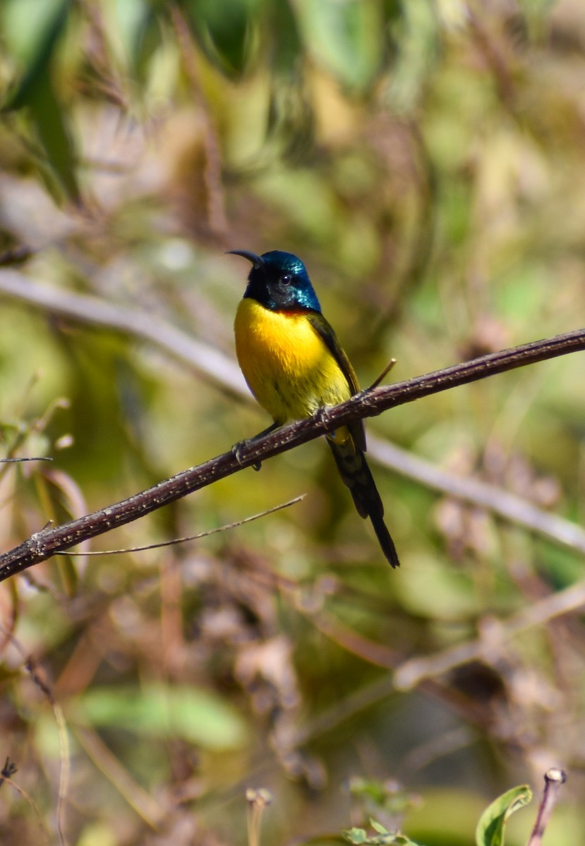 Green-tailed Sunbird - ML615343861