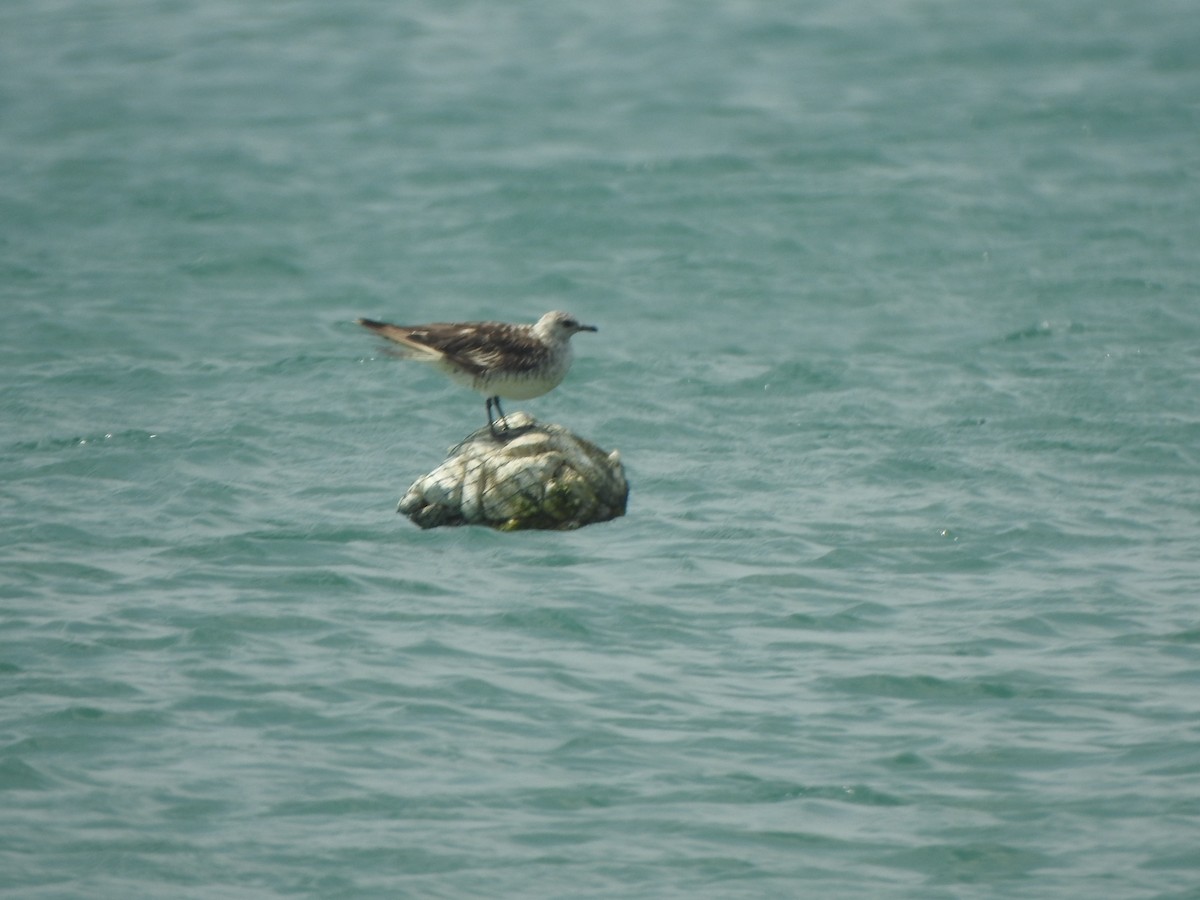 Parasitic Jaeger - ML615343887