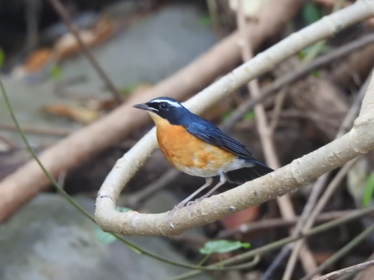 Indian Blue Robin - KARTHIKEYAN R