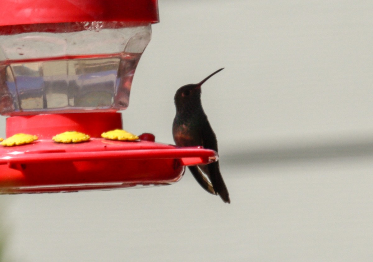 Buff-bellied Hummingbird - ML615343917