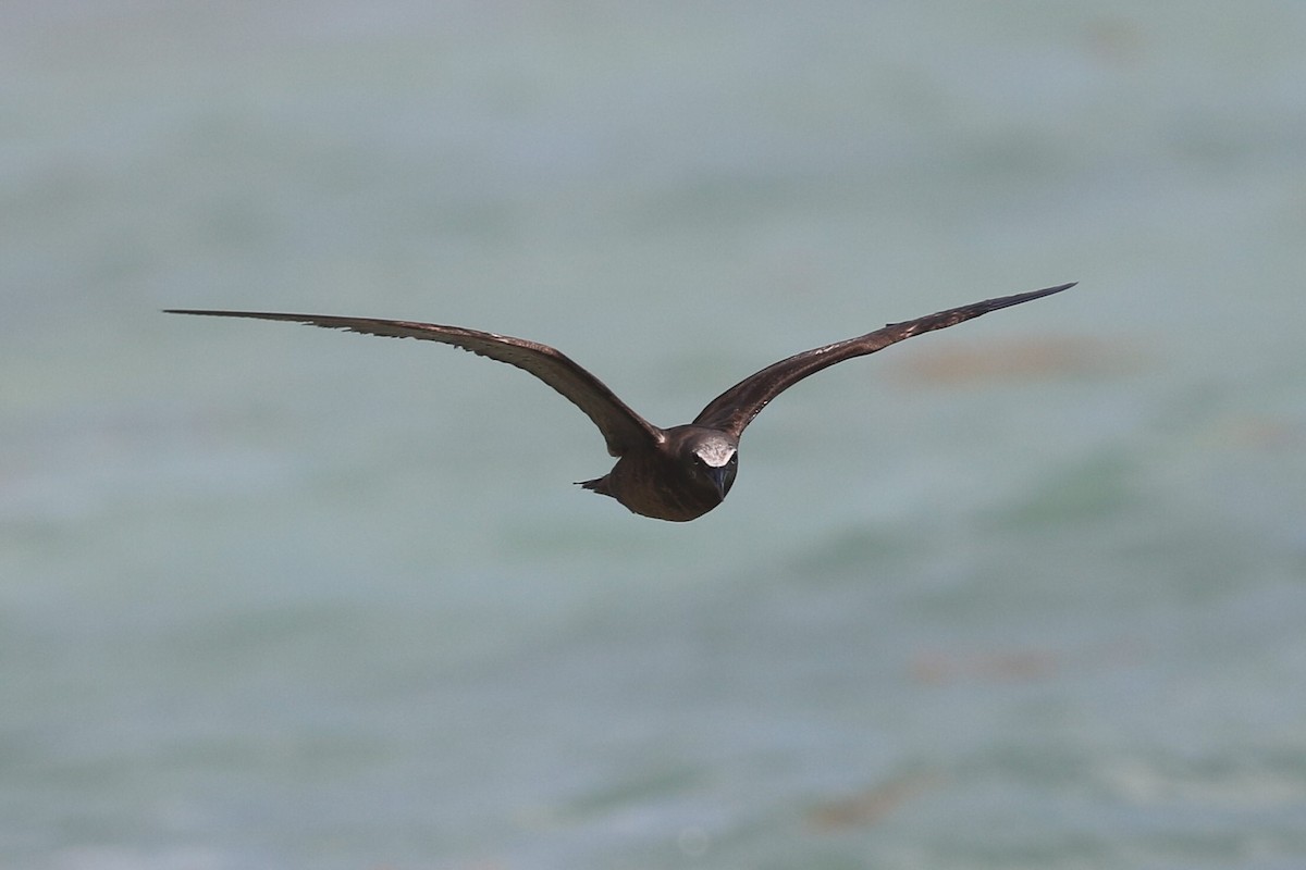 Brown Noddy - ML615343918