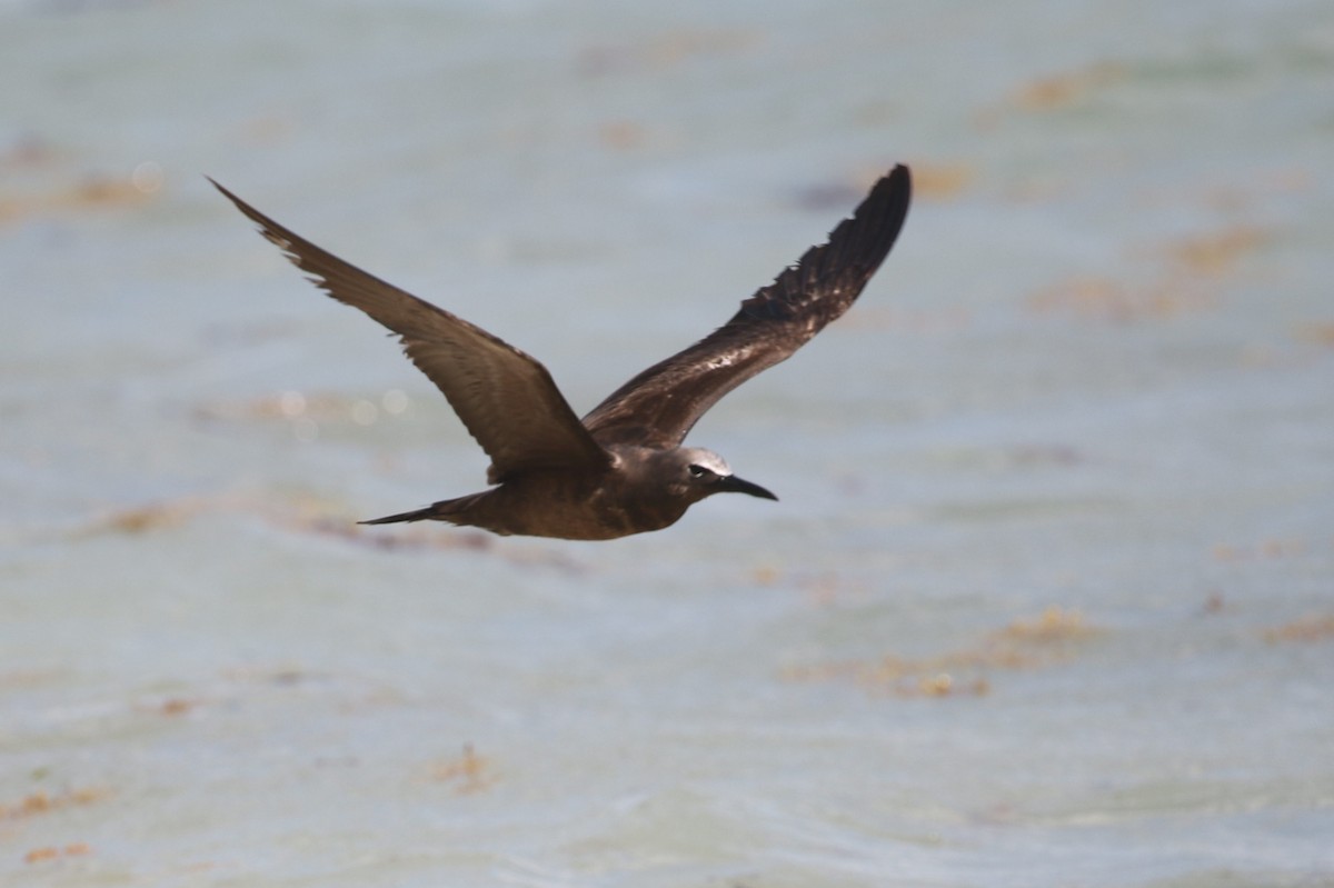 Brown Noddy - ML615343920