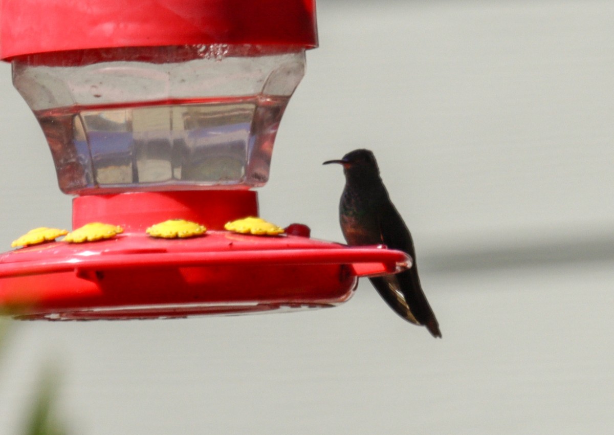 Buff-bellied Hummingbird - ML615343923