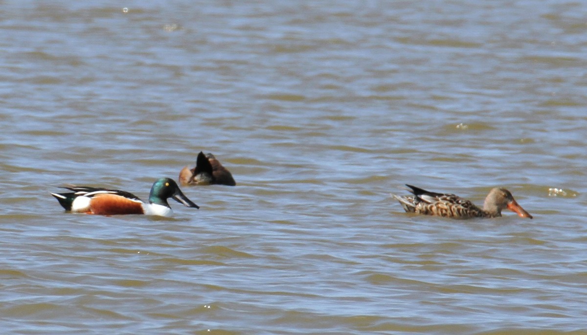 Northern Shoveler - ML615343954