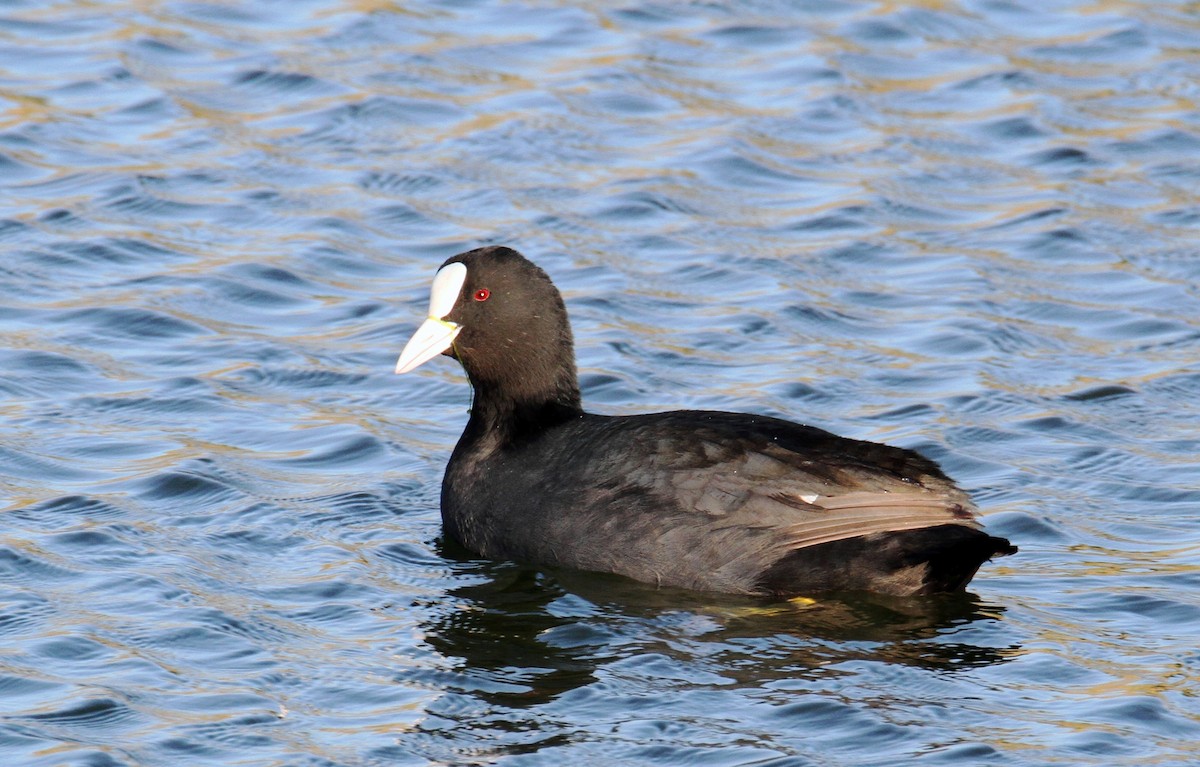 Eurasian Coot - ML615343964