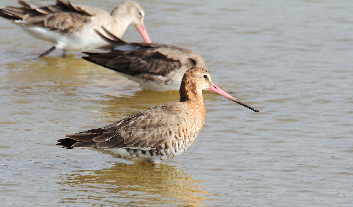 Black-tailed Godwit - ML615343969