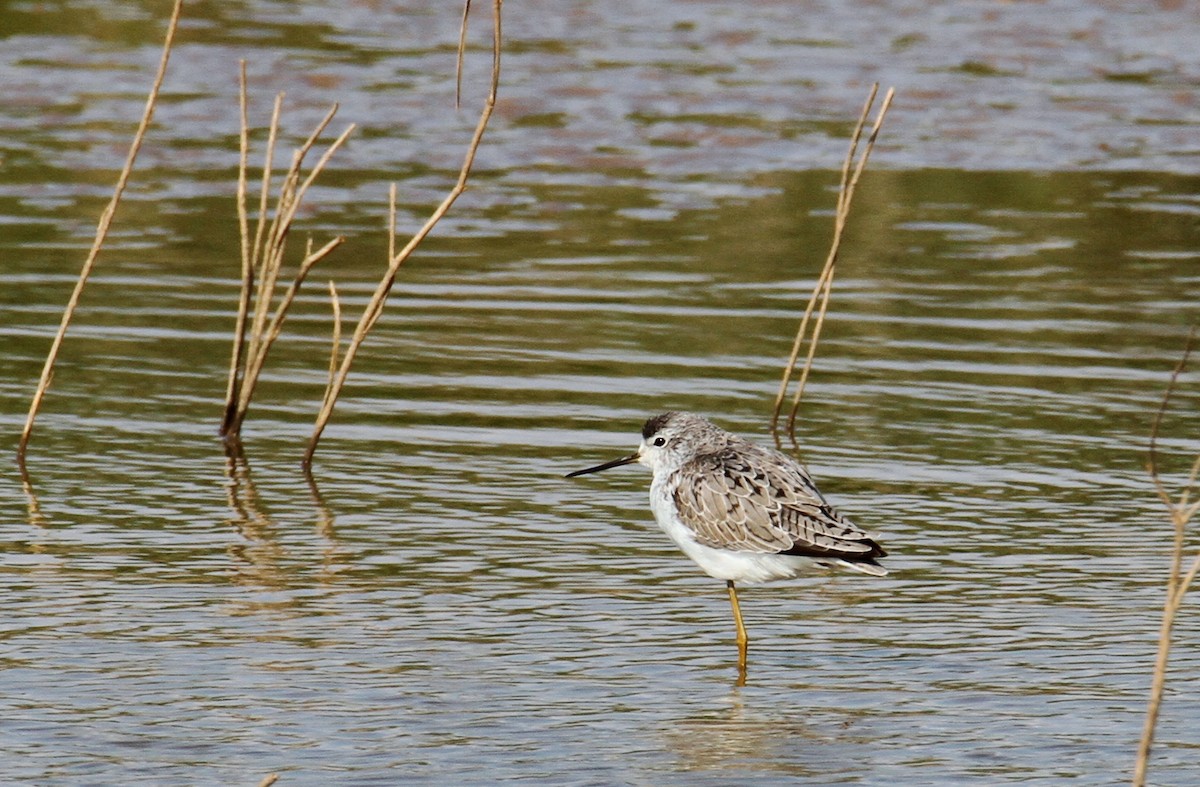 Teichwasserläufer - ML615343974