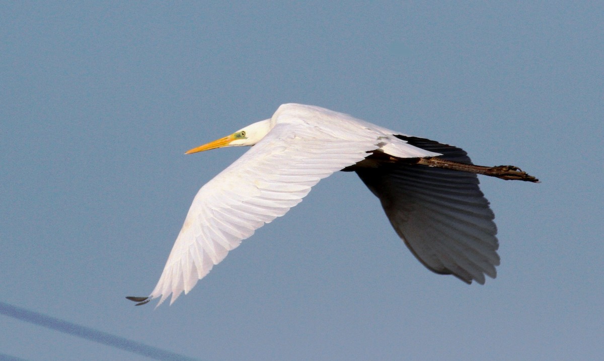 Great Egret - ML615344023