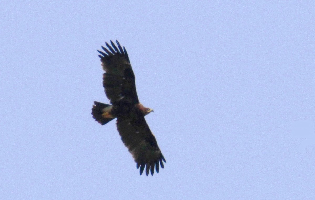Greater Spotted Eagle - ML615344044