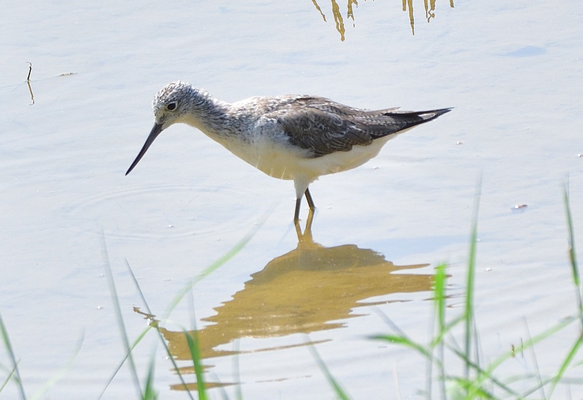 Common Greenshank - ML615344087