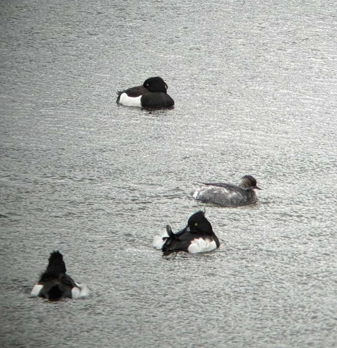 Eared Grebe - ML615344124