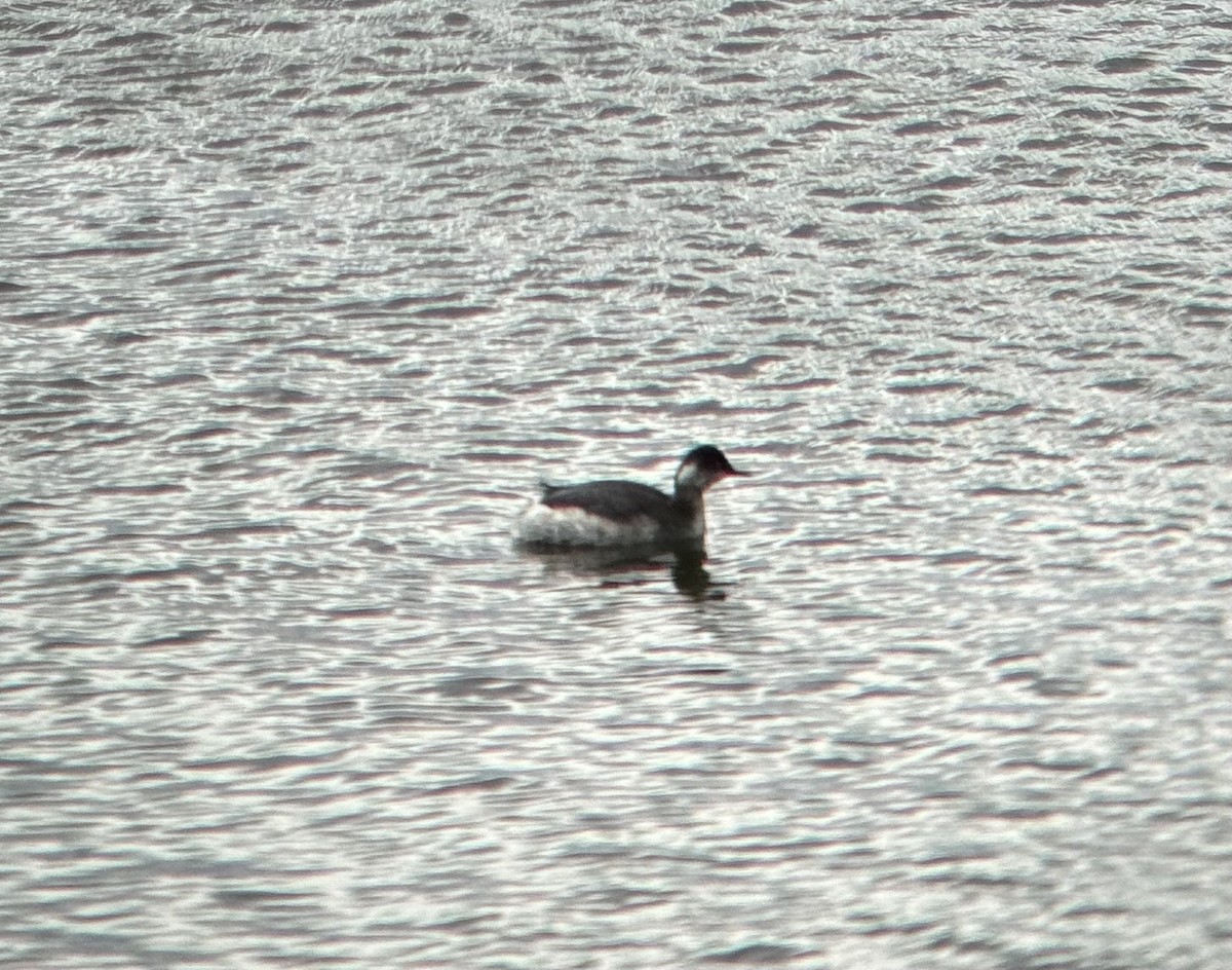 Eared Grebe - ML615344129