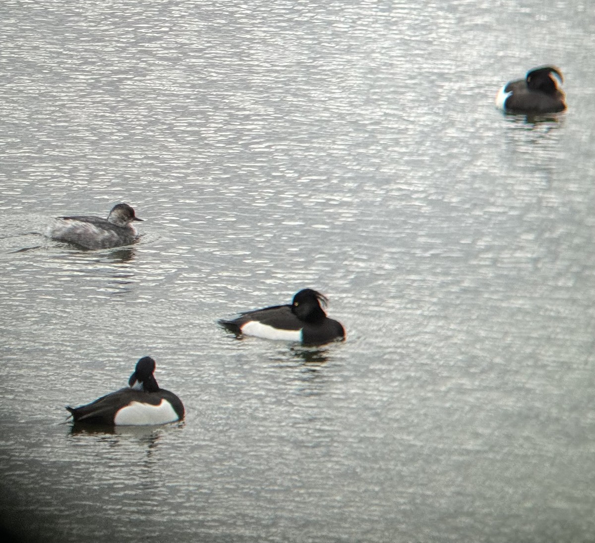 Eared Grebe - ML615344132