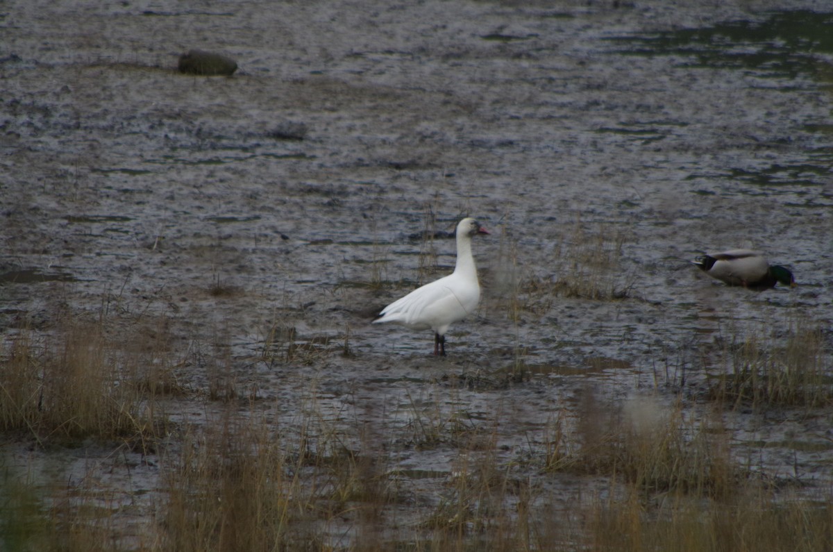 Snow Goose - ML615344133