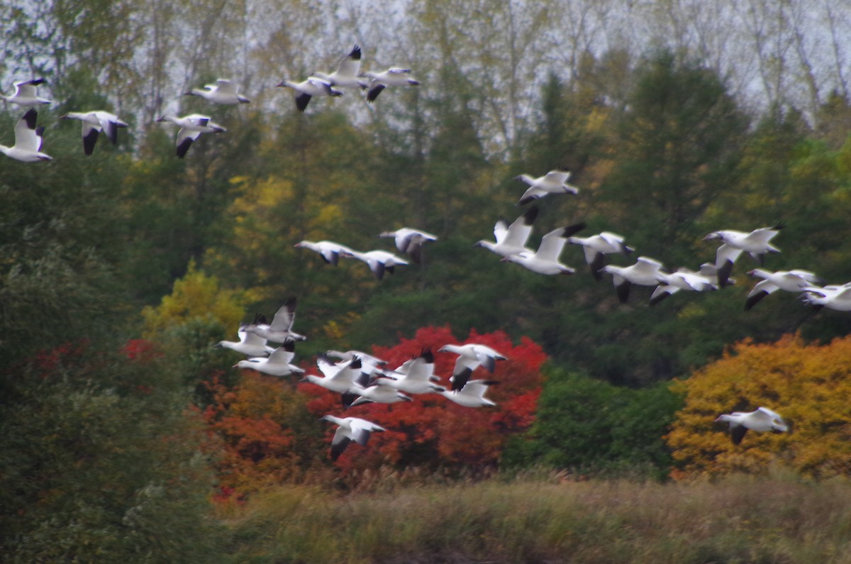 Snow Goose - ML615344134