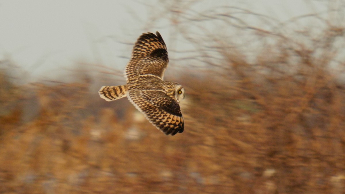 Short-eared Owl (Northern) - Nolan Hayden