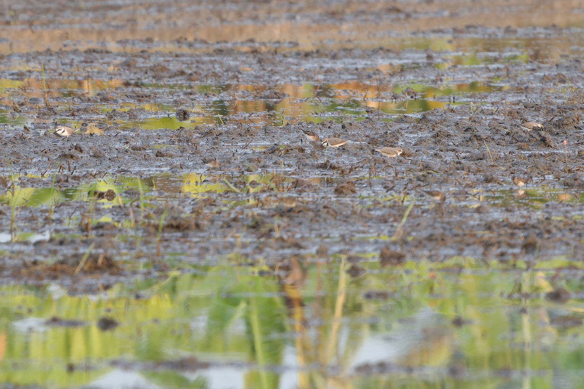 Kentish Plover (Kentish) - Sam Hambly