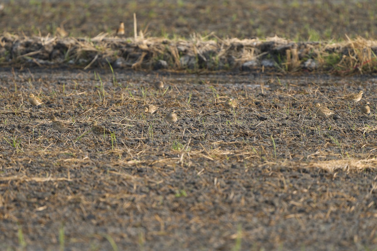 Pacific Golden-Plover - ML615344179
