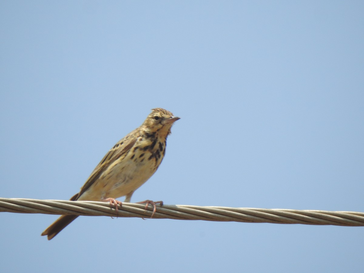 Tree Pipit - ML615344183