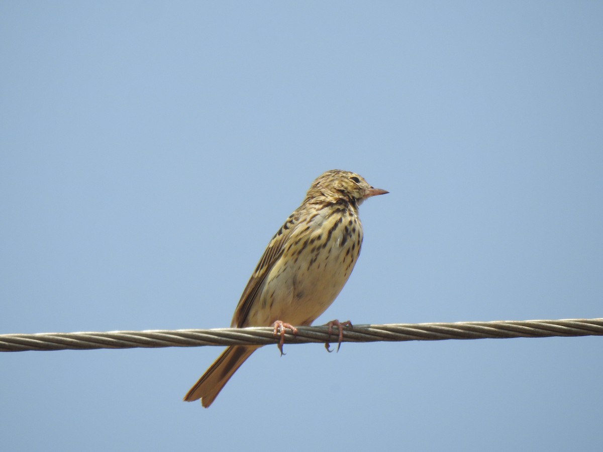 Tree Pipit - KARTHIKEYAN R