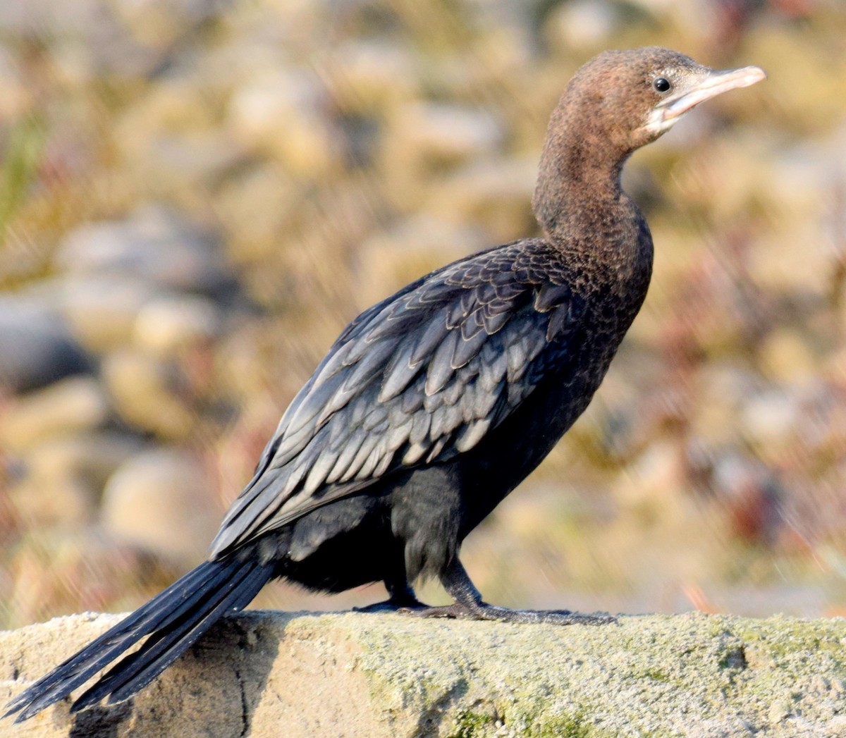 Little Cormorant - ML615344188