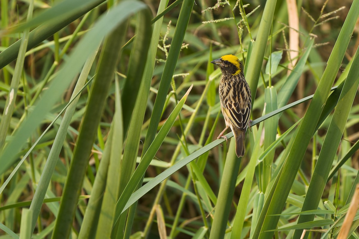 Streaked Weaver - ML615344189