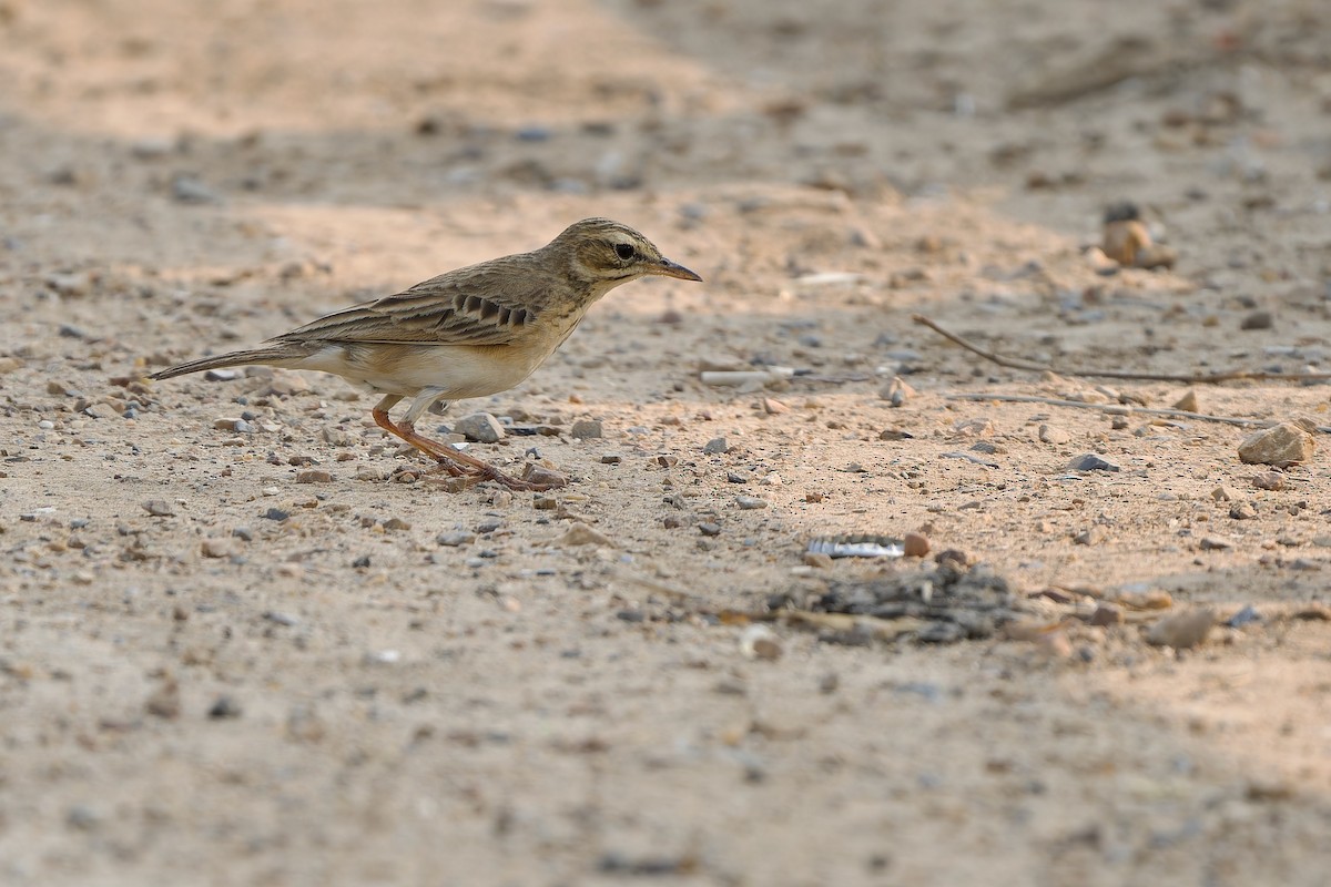 Paddyfield Pipit - ML615344195