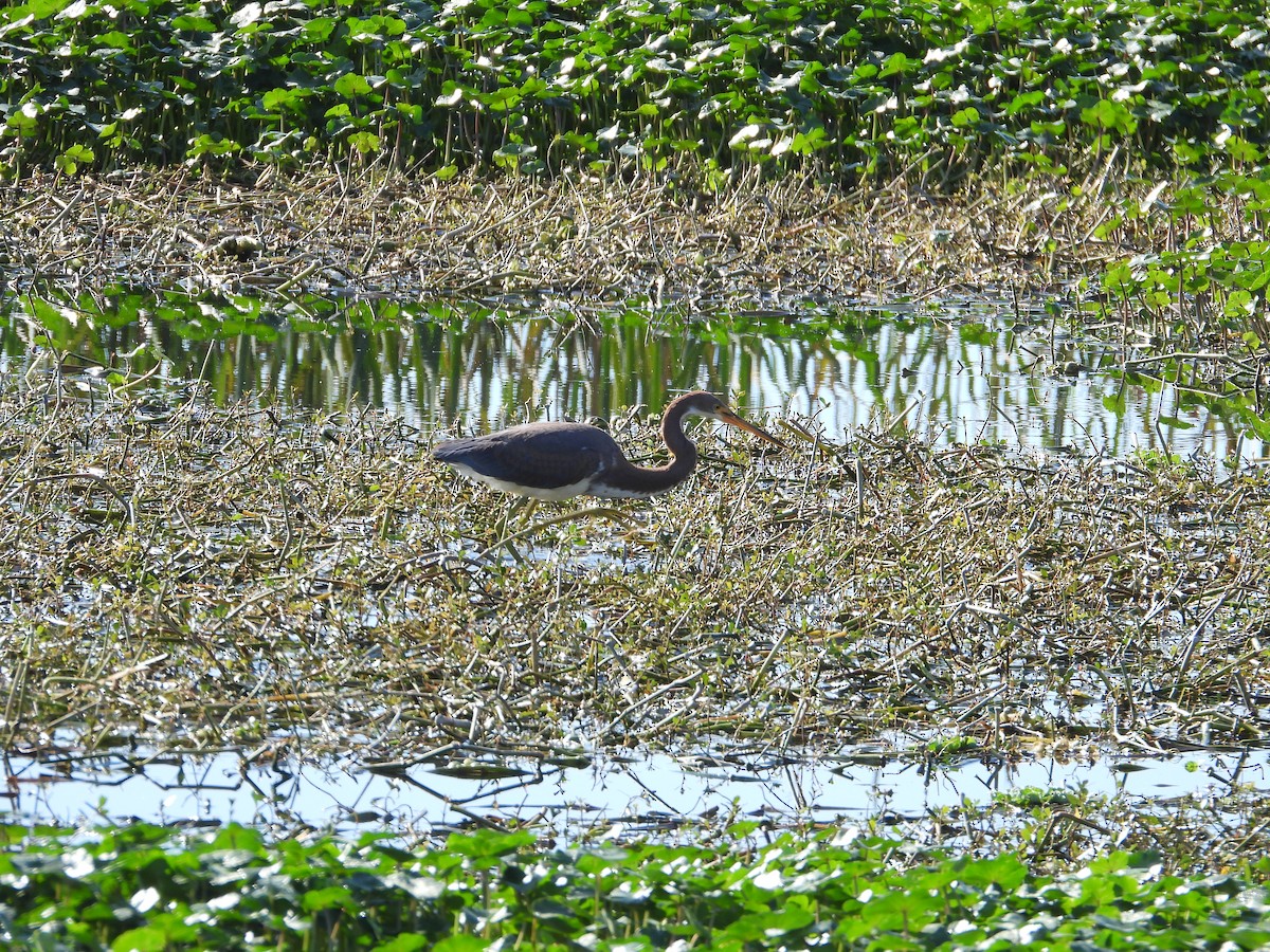 Tricolored Heron - ML615344210