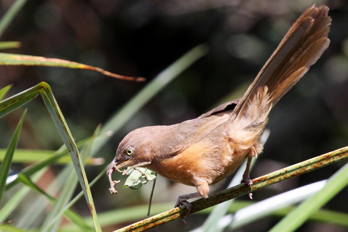 Rufous Chatterer - Rüdiger Reitz