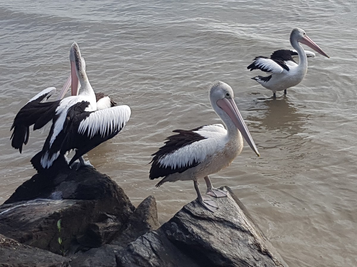 pelikán australský - ML615344271