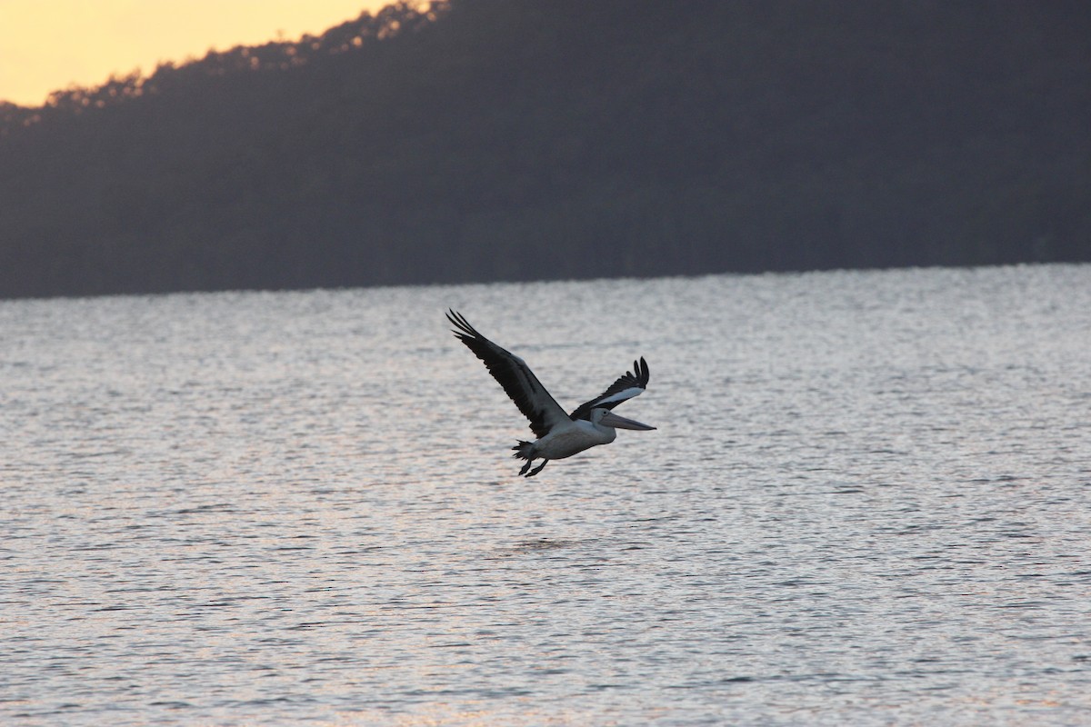 pelikán australský - ML615344274
