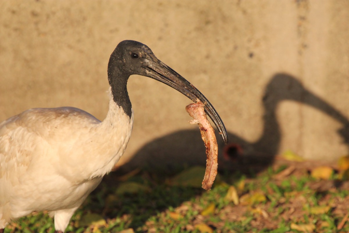 Ibis à cou noir - ML615344283