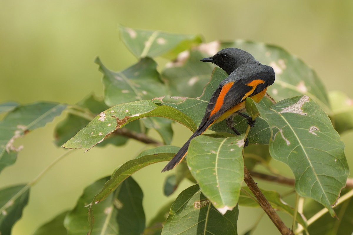 Small Minivet - ML615344322