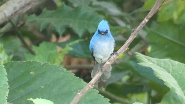 African Blue Flycatcher - ML615344323