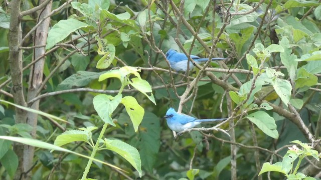 African Blue Flycatcher - ML615344324