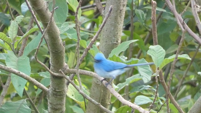 African Blue Flycatcher - ML615344325