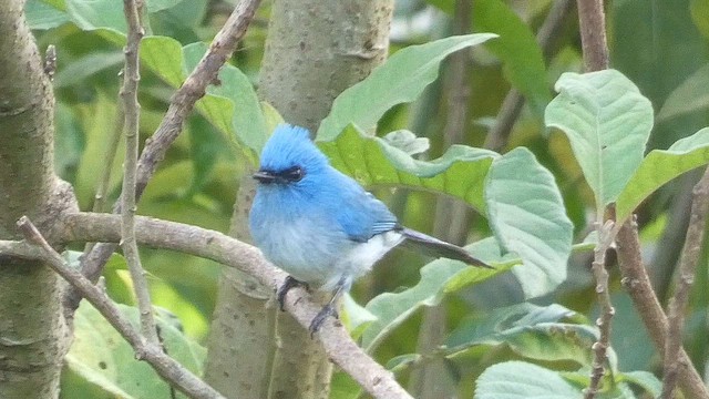 African Blue Flycatcher - ML615344326