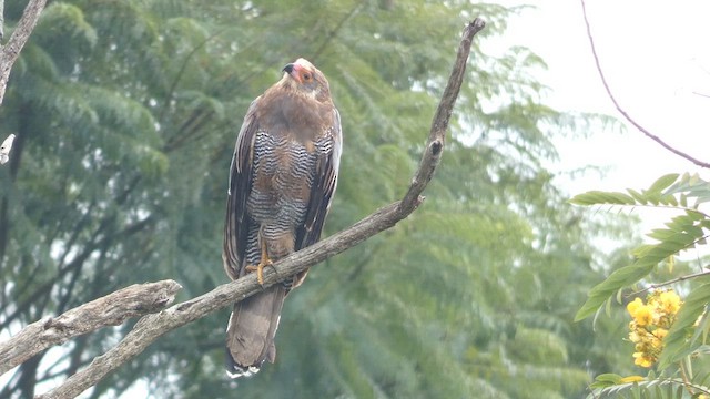 African Harrier-Hawk - ML615344332