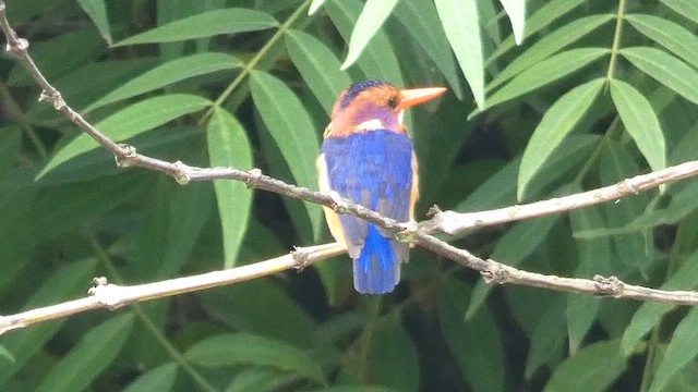 African Pygmy Kingfisher - ML615344344