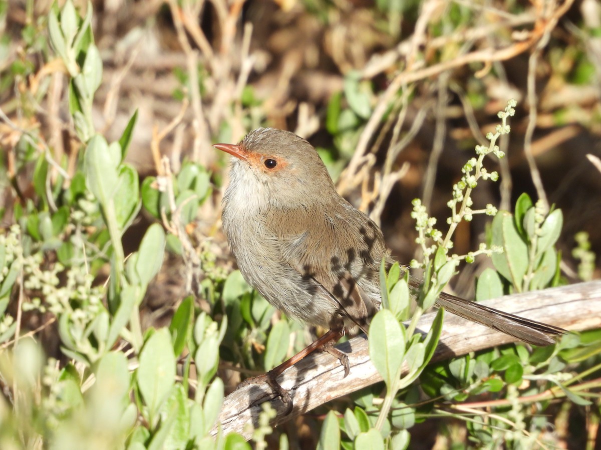 Superb Fairywren - Rodney van den Brink